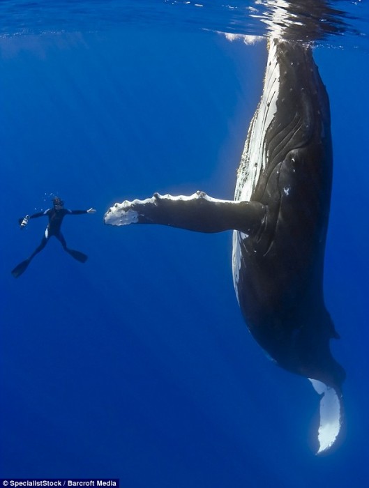 Humpback-driver-529x700