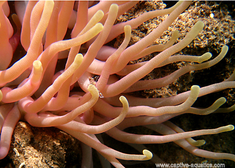 Condylactus_anemone_belize_caribbean_anemoneshrimp_periclemes