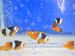 Captive_bred_common_clownfish_ocellaris_misbar_captive_aquatics