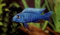 Southamericancichlid