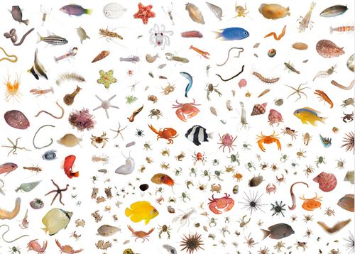 One-cubic-foot-nano-reef-size-ocean