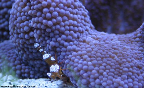 Sexy_shrimp_in_purple_haddoni_carpet_anemone