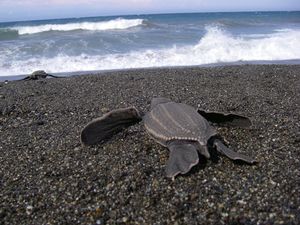 Leatherback_sea_turtle_NOAA