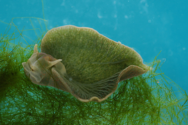 Green_sea_slug_part_animal_part_plant