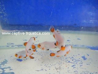 Tank_raised_pink_skunk_clownfish_captive_aquatics