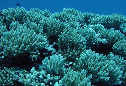 Endangered_stony_corals_captive_aquatics