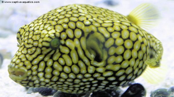 Large Marine Pufferfish Care, Part Two: Selection, Tankmates, and ...