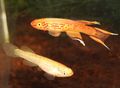 Gold_australe_killifish_breeding_pair