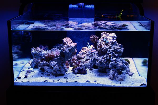 Deep Sea Aquatics Neo Nano Aquarium Review - Captive Aquatics: An ...