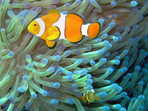 Common_clownfish_curves_dnsmpl