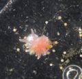 Smithsonian_anemone_larvae_propagation