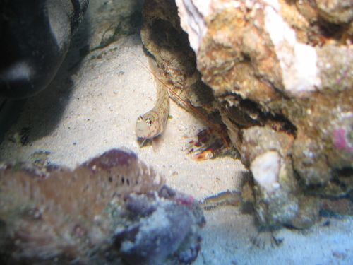 symbiotic-relationships-in-saltwater-aquariums