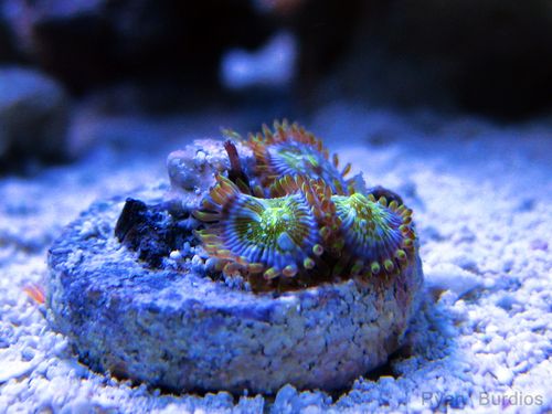 Palythoa Eating Amphipod