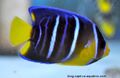 Tank-raised-regal-angelfish-sustainable-aquatics