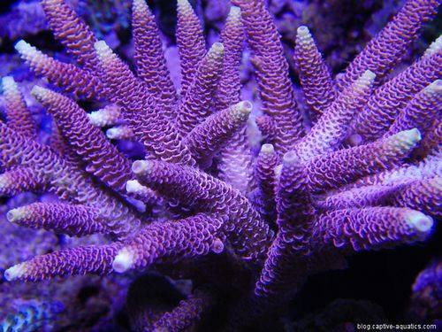 Pink-acropora-sps-under-orphek-led-lights-captive-aquatics