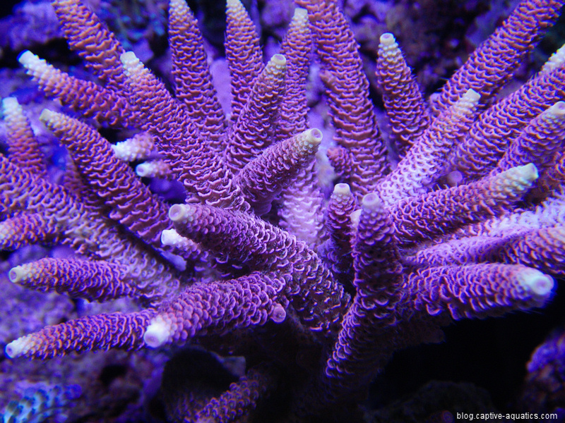 Pink-acropora-sps-under-orphek-led-lights-captive-aquatics