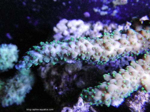 Green-acropora-sps-coral-under-orphek-led-lighting-reef-aquarium