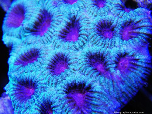 Favia-coral-under-orphe-pr-156-reef-aquarium-led-lighting