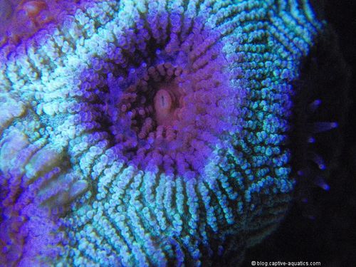 Favia-coral-under-orphe-pr-156-reef-aquarium-led-lighting