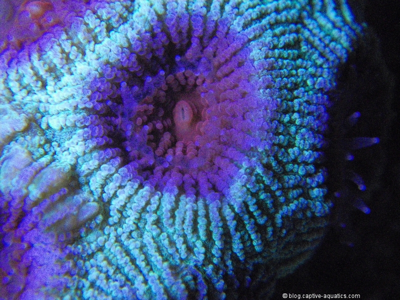 Favia-closeup-orphek-pr-156-led-light-coral