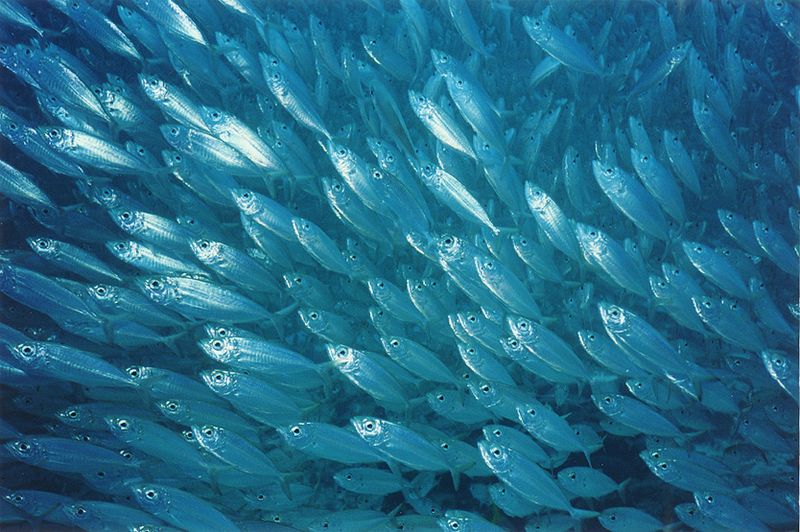 Fish-populations-rebound-after-bp-oil-spill-fishing-moratorium
