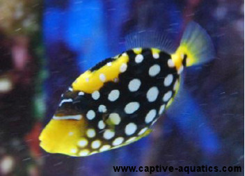 Tank_bred_captive_raised_clown_triggerfish