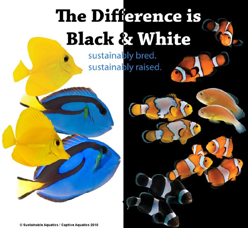 Sustainable_aquatics_captive_aquatics_tank_raised_clownfish_triggerfish_tangs