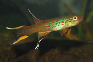 Chocolate_australe_killifish