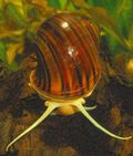 Mystery snail