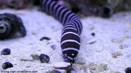 Zebra-moray-eel-saltwater-aquarium-fish