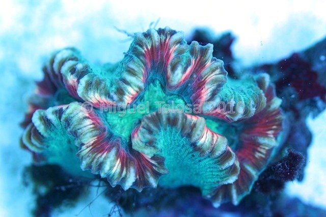 Trachyphillia again.824
