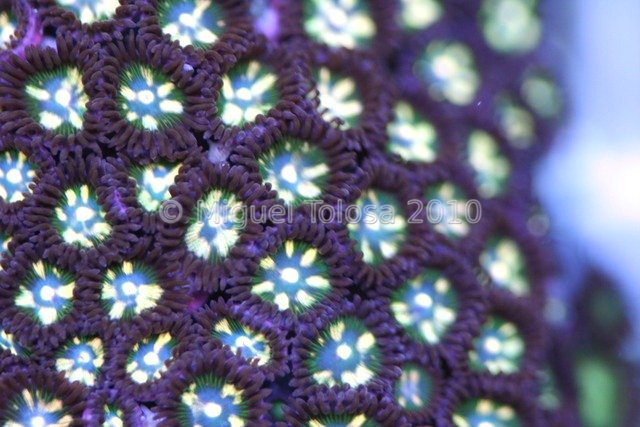 Zoanthids 4.706