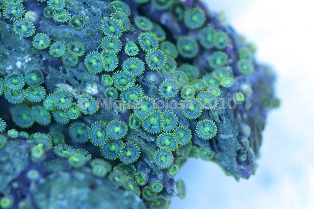 Zoanthids colony 2 macro.726