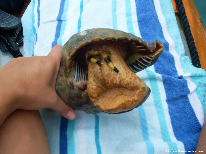 Us-virgin-islands-tulip-snail-research