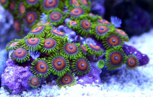 Eagle_eye_zoanthids