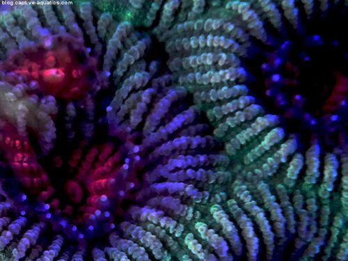 Acan-under-orphek-pr-156-led-reef-aquarium-light-captive-aquatics