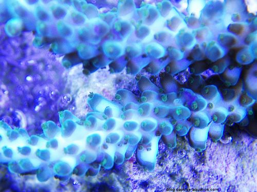 Acropora-under-orphek-led-light-captive-aquatics