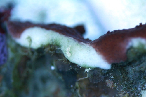 Small nudis eating montipora.419