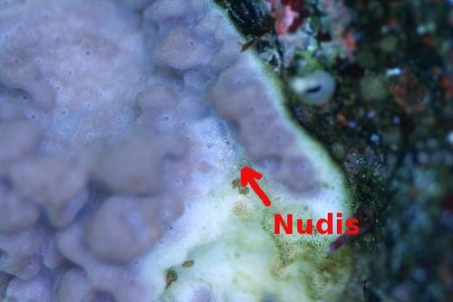 Tiny nudis pic 1.419