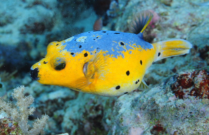 Golden-dog-face-puffer-arothron-nigropunctatus