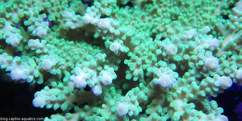 Green-acropora-sps-coral-under-orphek-led-lighting-reef-aquarium