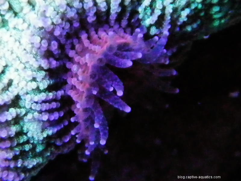 Acan-coral-closeup-orphek-led-lighting-captive-aquatics