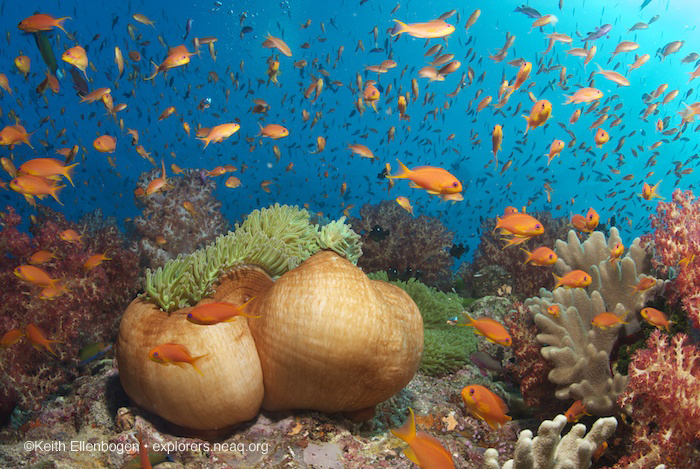 Fiji-riteri-anemone-anthias