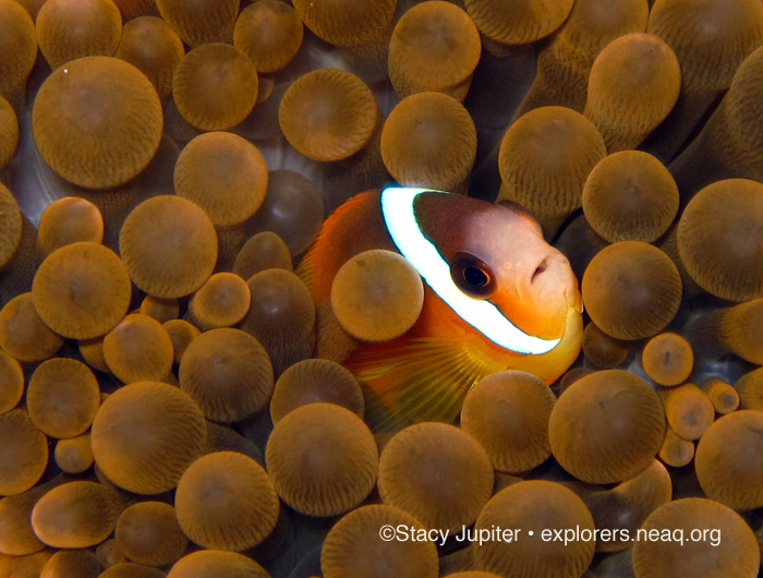 Sdj_Amphiprion_barberi_clownfish_bulb_tipped_anemone