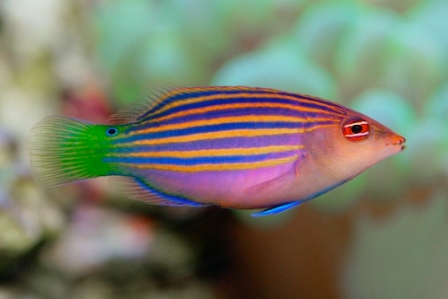 Six line store wrasse