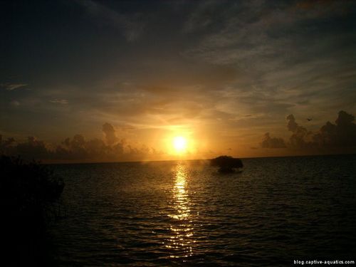 Sunset-belize-barrier-reef-captive-aquatics