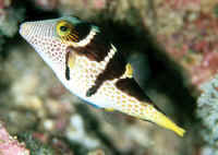 Canthigaster_coronataGIL