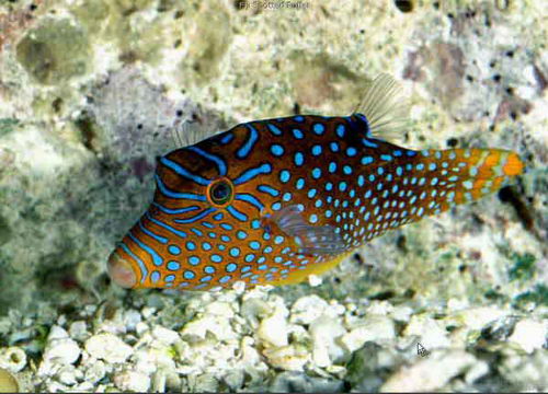 Saltwater puffer hot sale fish care