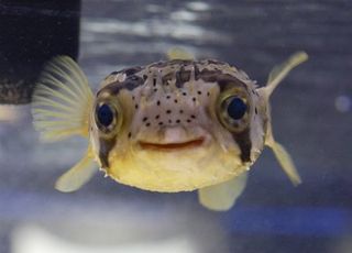 Porcupine Pufferfish