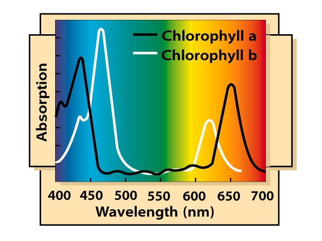 chlorophyll-a-and-b-spectral-absorption-graph